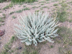Artemisia rutifolia
