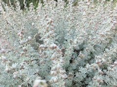 Artemisia rutifolia