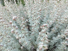 Artemisia rutifolia