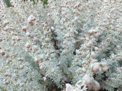 Artemisia rutifolia