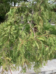 Metasequoia