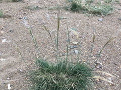 Stipa glareosa