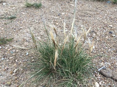 Stipa glareosa