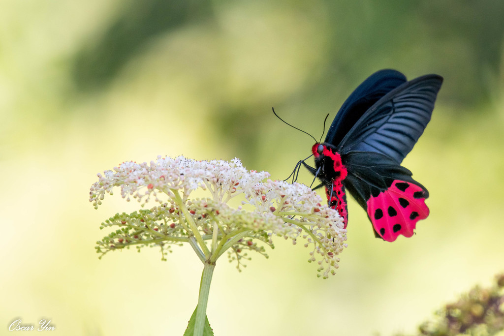 Aurora Swallowtail