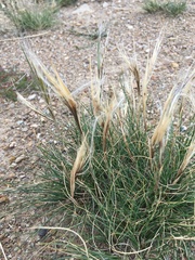 Stipa glareosa