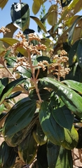 Miconia albicans
