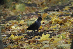 Corvus monedula