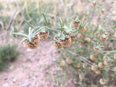 Artemisia macrocephala