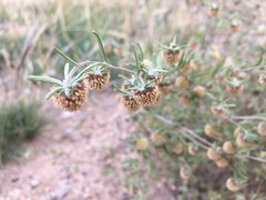 Artemisia macrocephala
