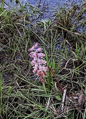 Lachenalia youngii