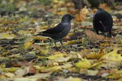 Corvus monedula
