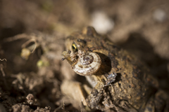 Vandijkophrynus angusticeps