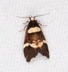 Thallarcha phalarota