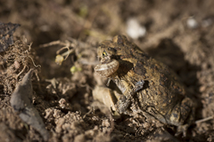 Vandijkophrynus angusticeps