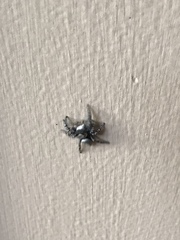 Phidippus carolinensis