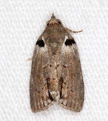 Etanna clopaea