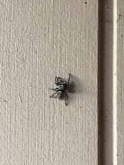 Phidippus carolinensis