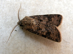 Agrotis clavis