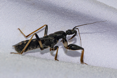 Ectomocoris atrox