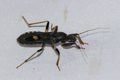 Ectomocoris atrox