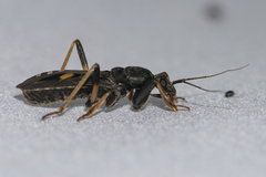 Ectomocoris atrox