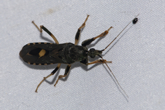Ectomocoris atrox