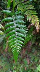 Metathelypteris gracilescens