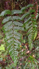 Metathelypteris gracilescens