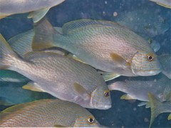 Plectorhinchus multivittatus