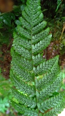 Metathelypteris gracilescens