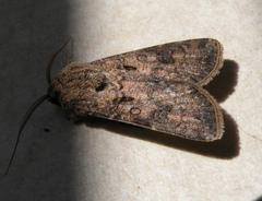 Agrotis clavis