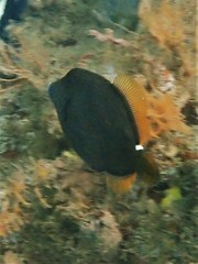 Cantherhines pardalis