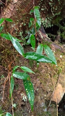 Smilax elongatoumbellata