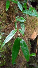 Smilax elongatoumbellata