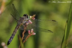 Pachydiplax longipennis