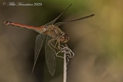 Sympetrum vicinum