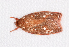 Euchaetis metallota