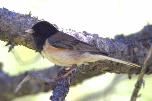 iNaturalist observation photo of Dark-eyed Junco