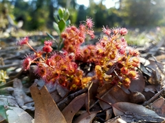 Drosera stolonifera