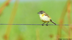 Polystictus pectoralis