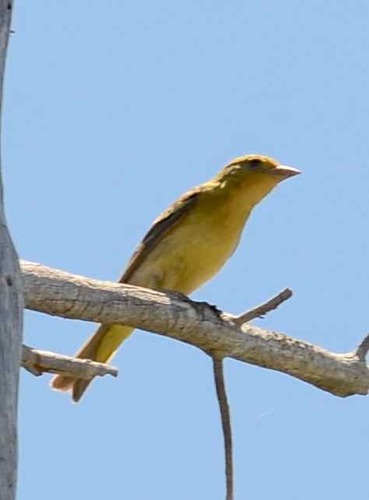 iNaturalist observation photo of Western Tanager