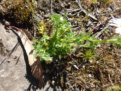 Brachyscome diversifolia