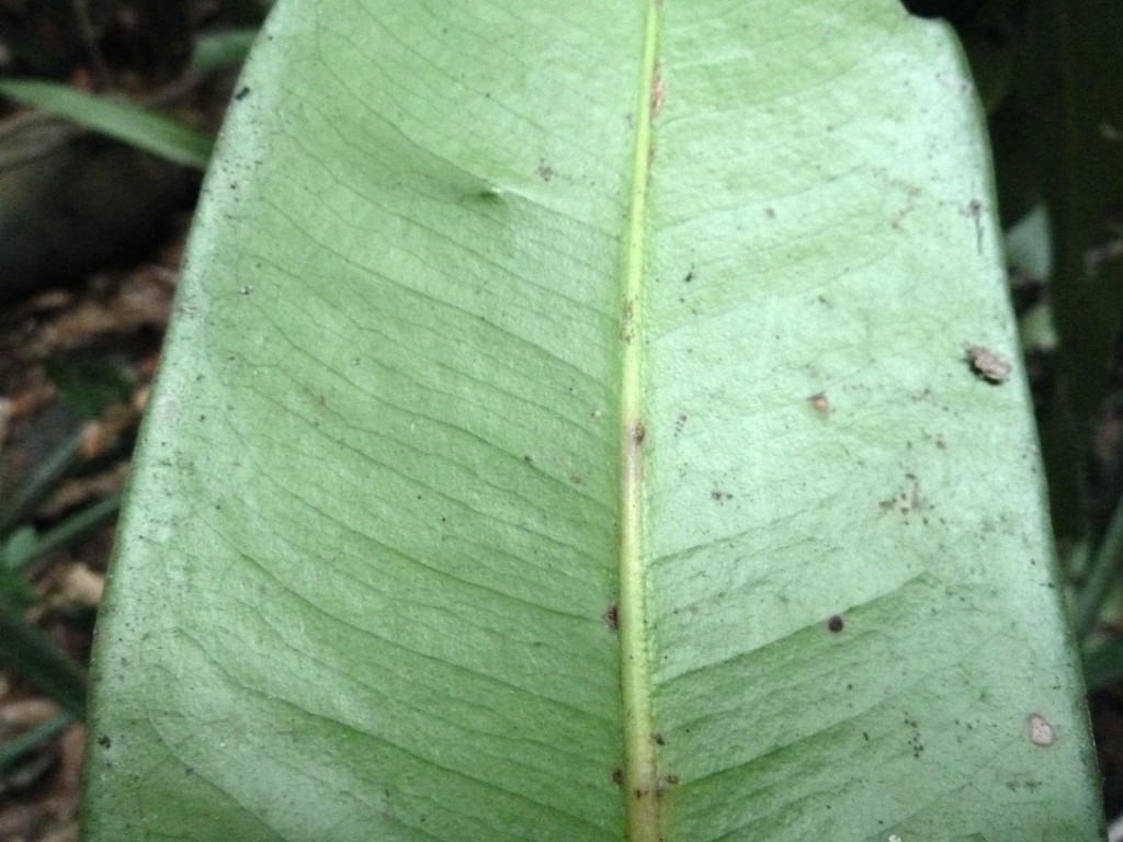 Mammea africana from Bopulu, Liberia on December 13, 2010 at 03:35 PM ...