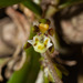 Common Tangle Orchid - Photo (c) Rolf Lawrenz, some rights reserved (CC BY), uploaded by Rolf Lawrenz
