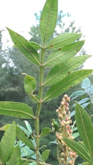 Rhus copallina image