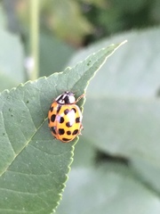 Harmonia axyridis