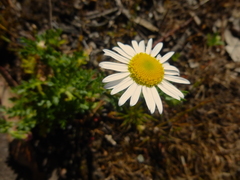 Brachyscome diversifolia