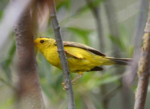 iNaturalist observation photo of Wilson's Warbler