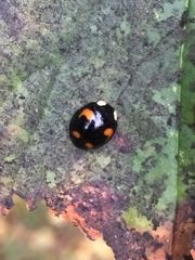 Harmonia axyridis