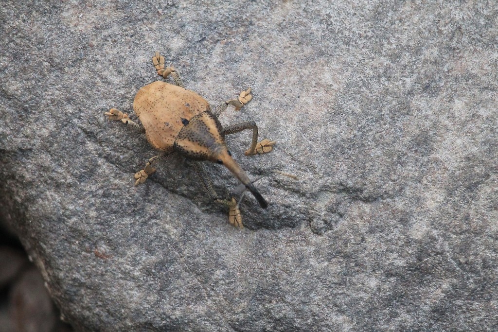 Cholus mimus